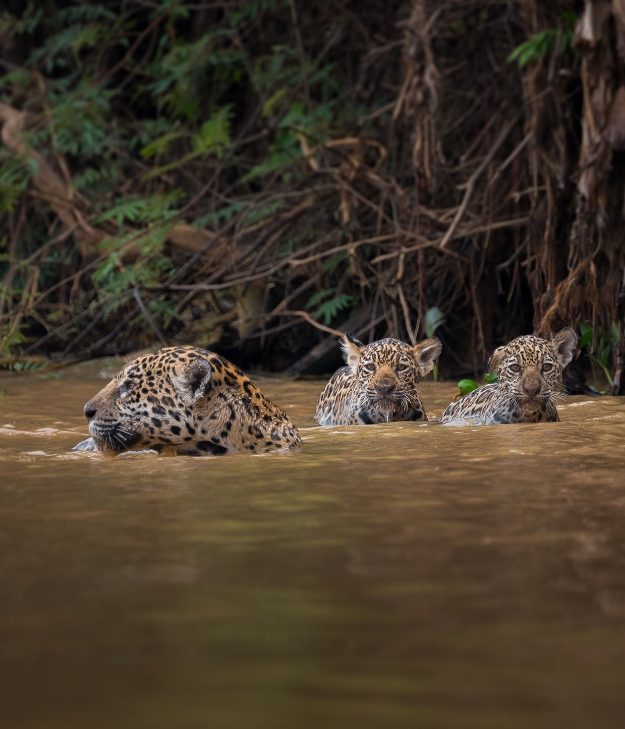 Jaguar with cubs swimming, by Pat Sunpituksaree