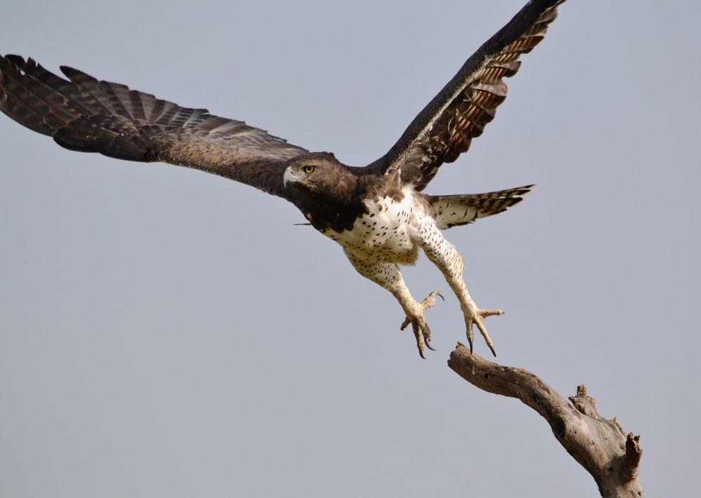 Martial Eagle, by Steve Bushman