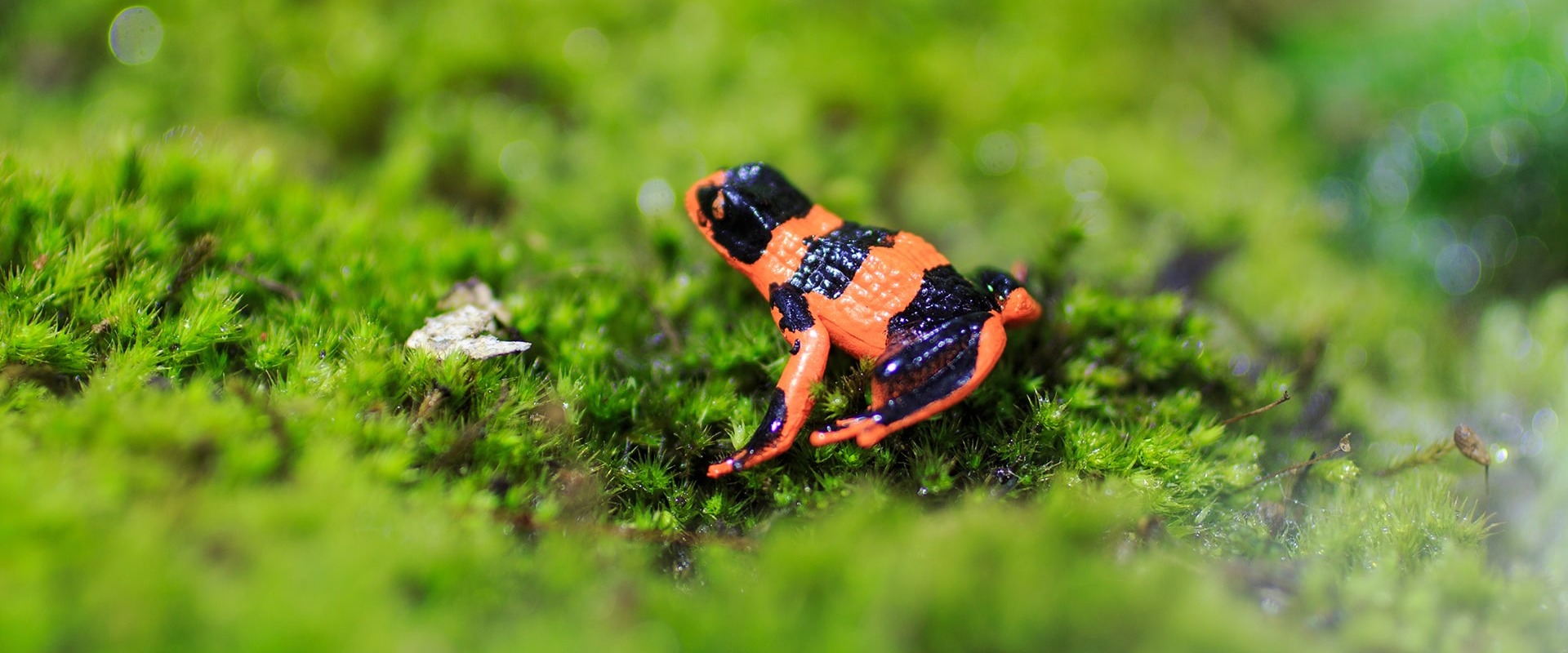 Red Banded Poison Frog, by Woaibj
