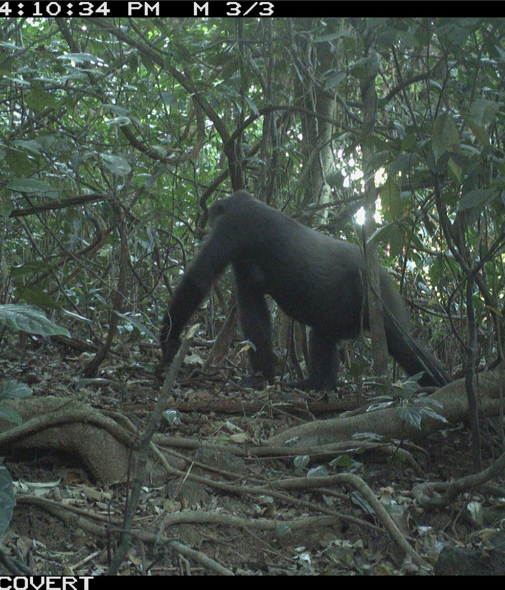 Nigeria-Cross River Gorilla on camera trap-courtesy WCS