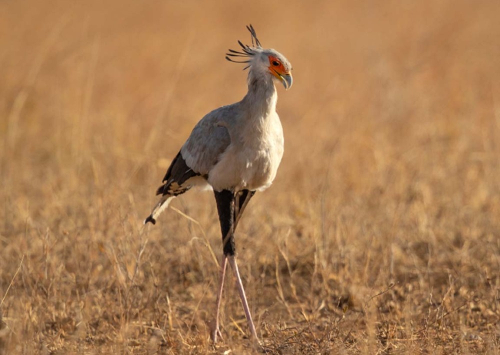 Secretary Bird, by Milan Zygmunt