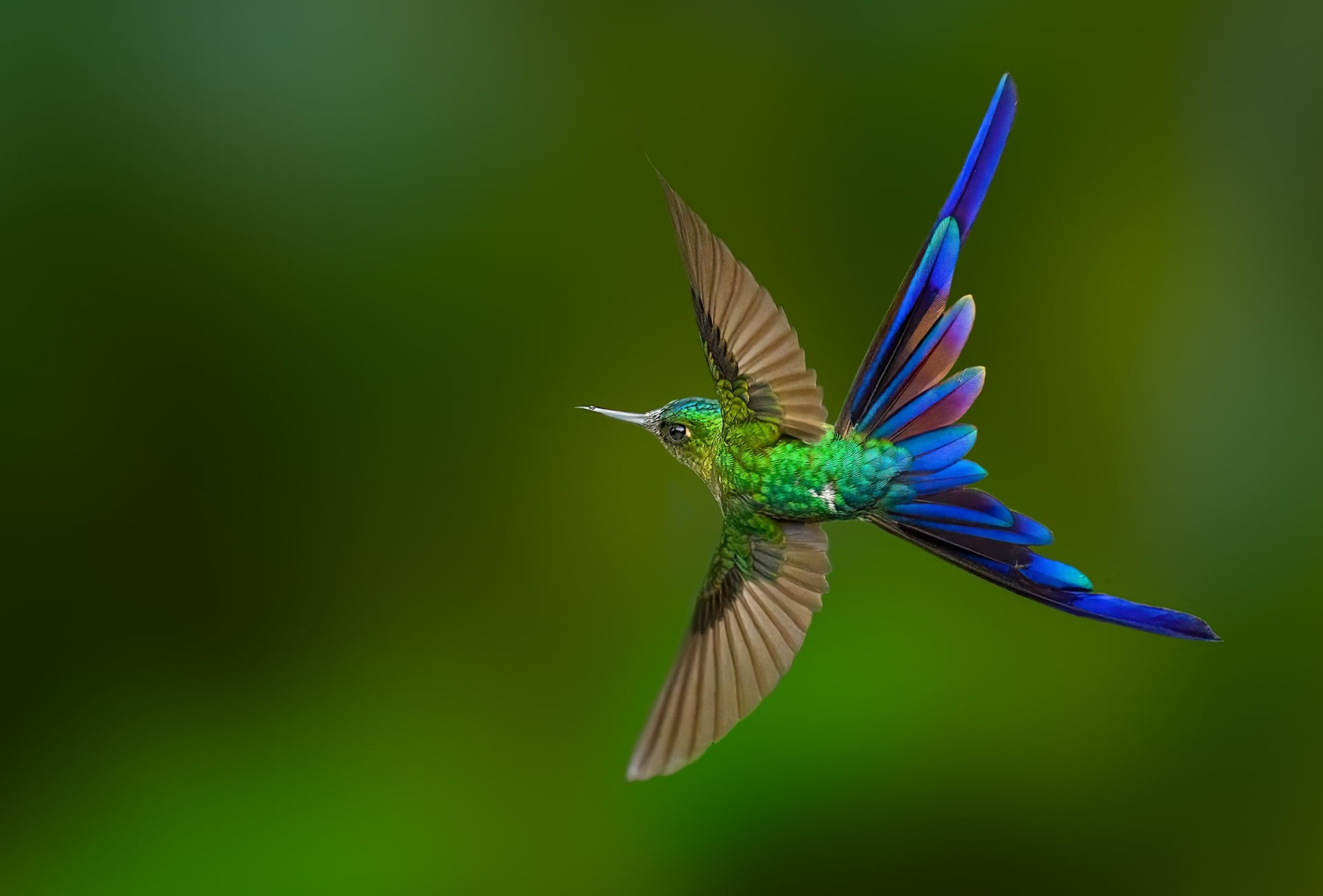 Violet-tailed Sylph, © FotoRequest