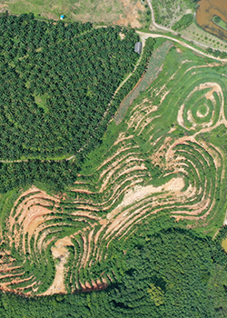 Aerial photo of palm oil and rubber tree plantations, by Rich Carey