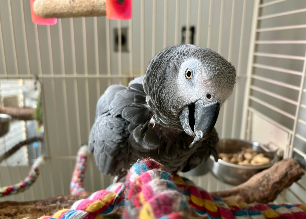 African Grey Parrot in captivity, by Wirestock Creators