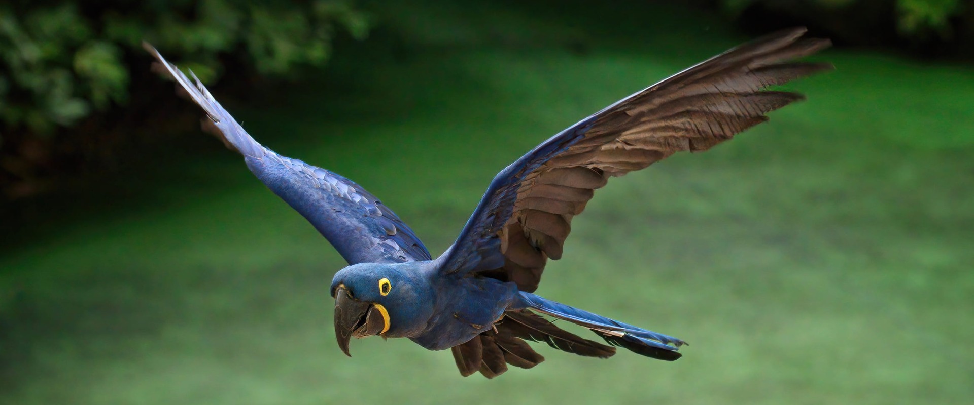 Hyacinth Macaw, by DLeng