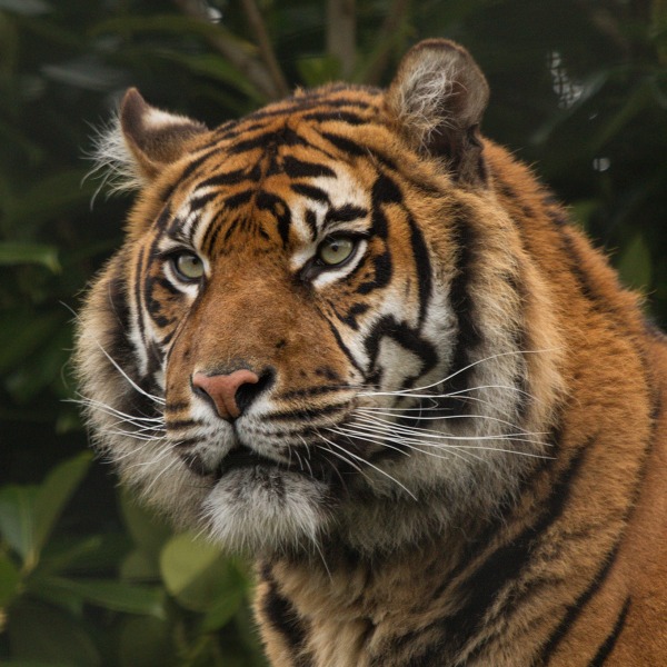 Bengal Tiger © Raymond Orton