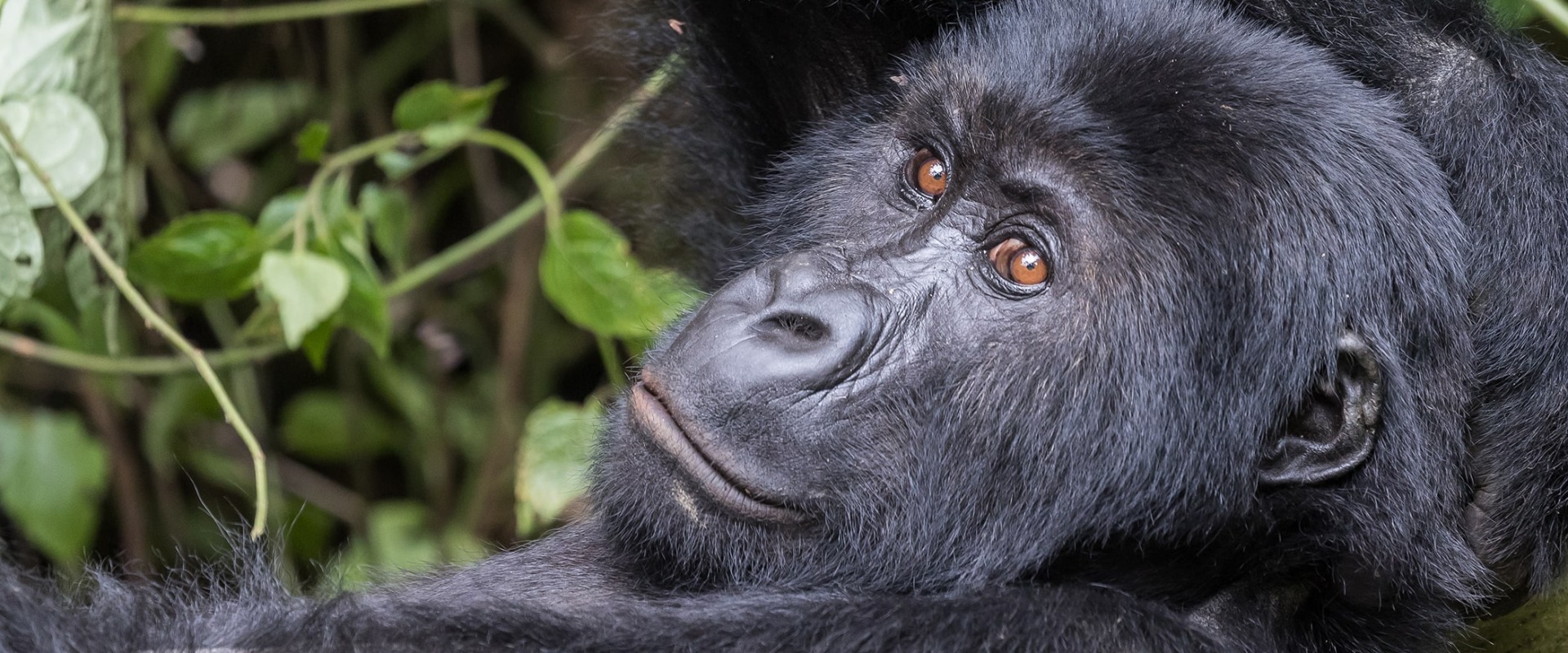 The Critically Endangered Grauer's Gorilla or Eastern Lowland Gorilla