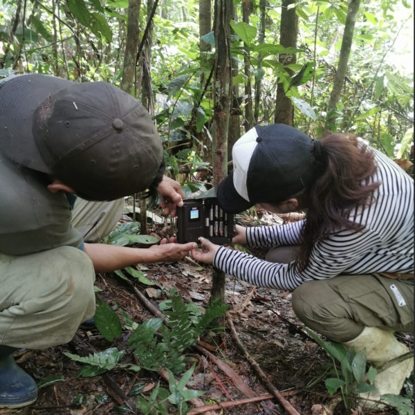 Staff members of partner Conservación Amazónica install camera traps