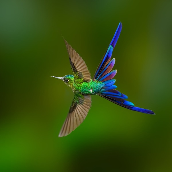 Violet-tailed Sylph, © FotoRequest