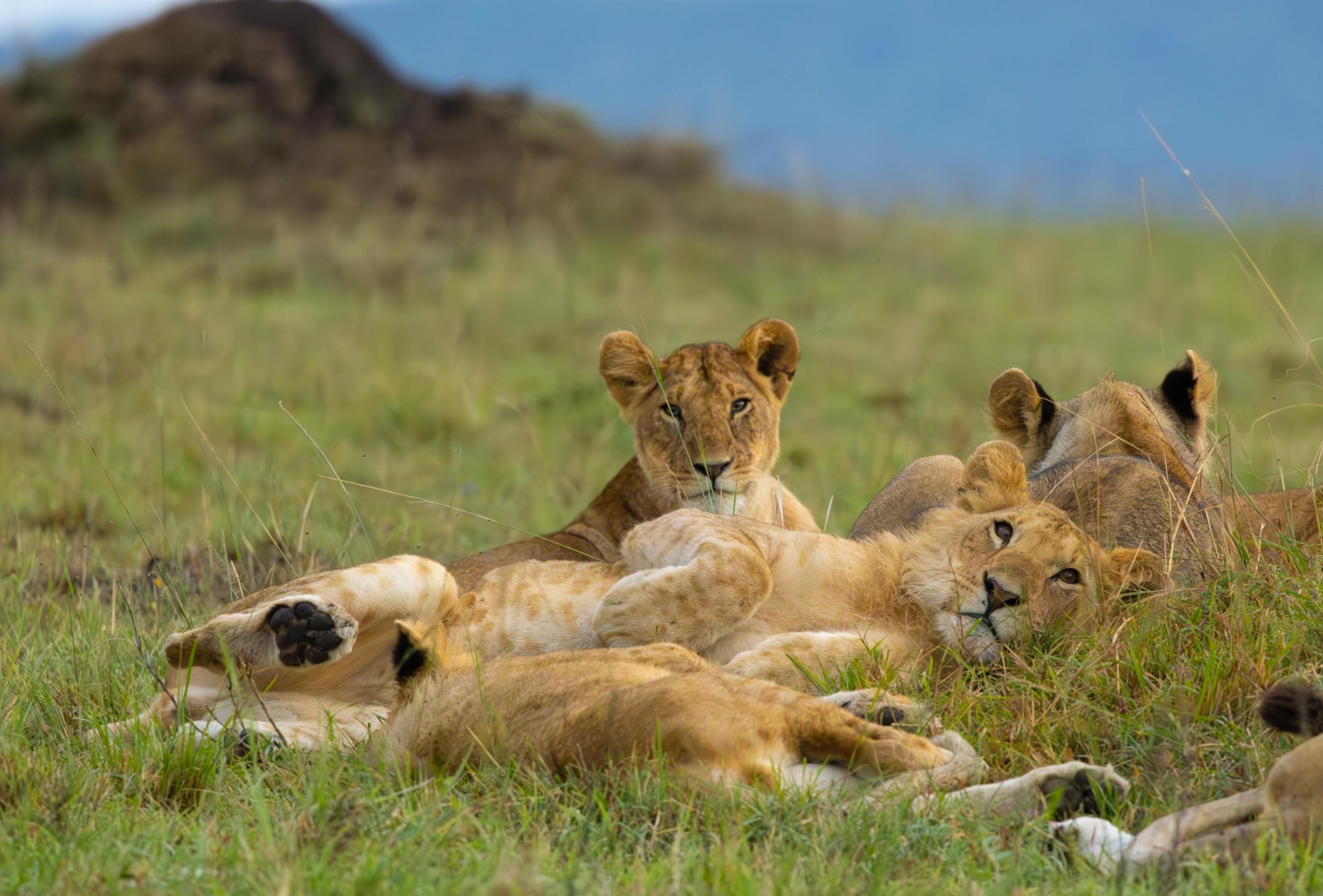African Lions, by Tau5
