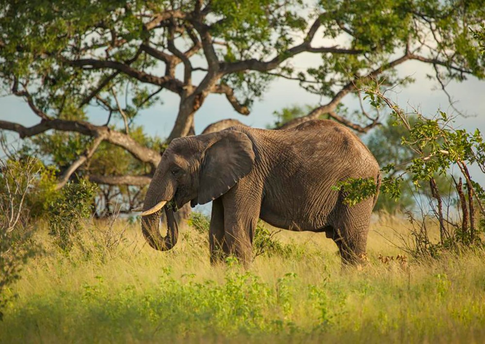 African Savannah Elephant, by TravelerStock