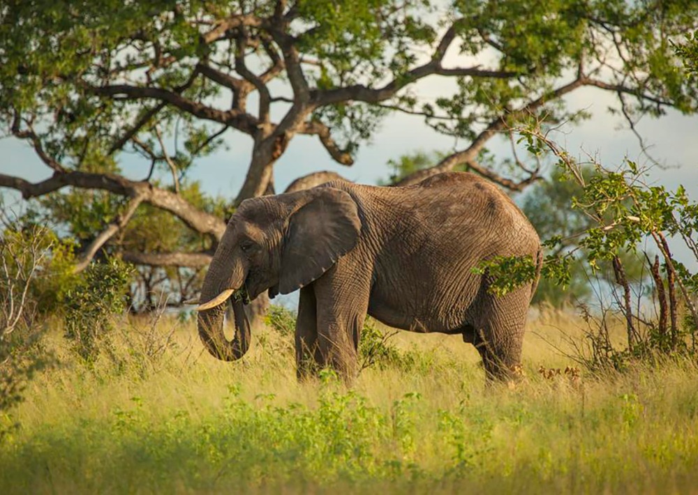 African Savannah Elephant, by TravelerStock