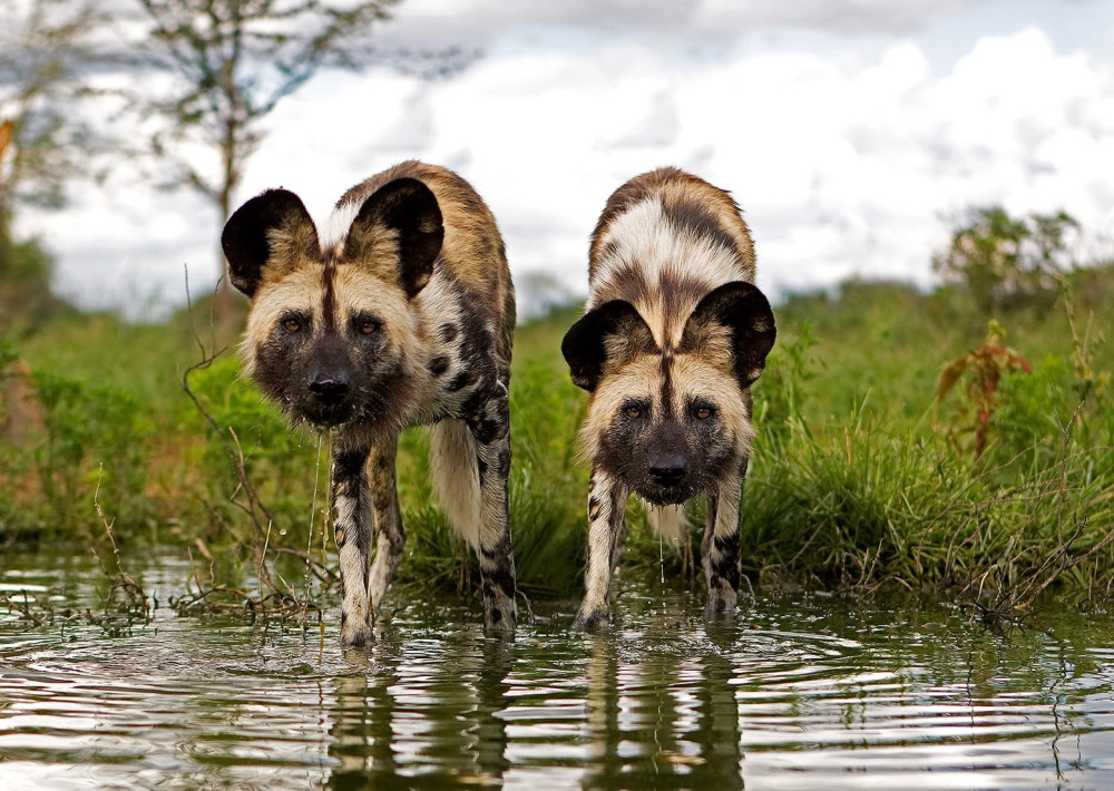 African Wild Dogs, by slowmotiongli