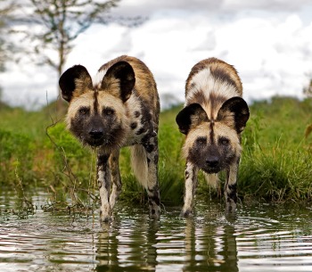 African Wild Dogs, by slowmotiongli