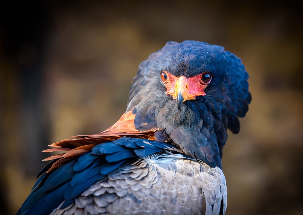 Bateleur Eagle, by Simon Dannhauer