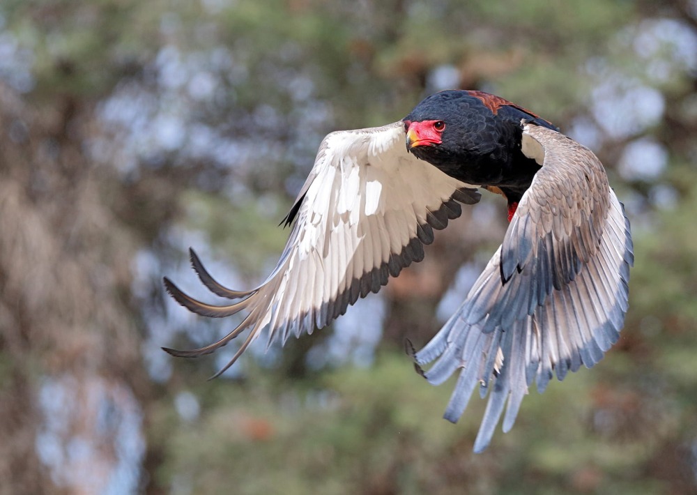 Bateleur Eagle in flight, by Eddie F. Drost