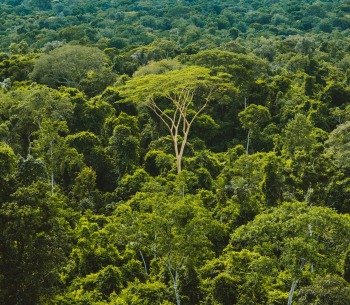 The Brazillian Amazon rainforest, by Rainforest Collection