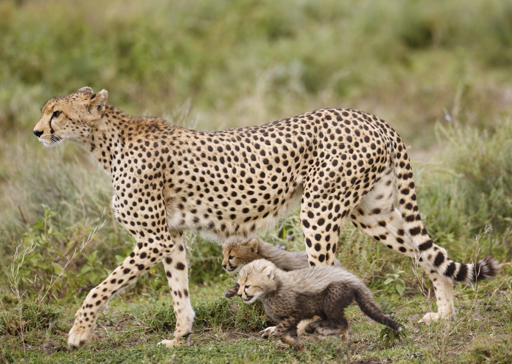 Cheetah with cubs, by Paul Tessier