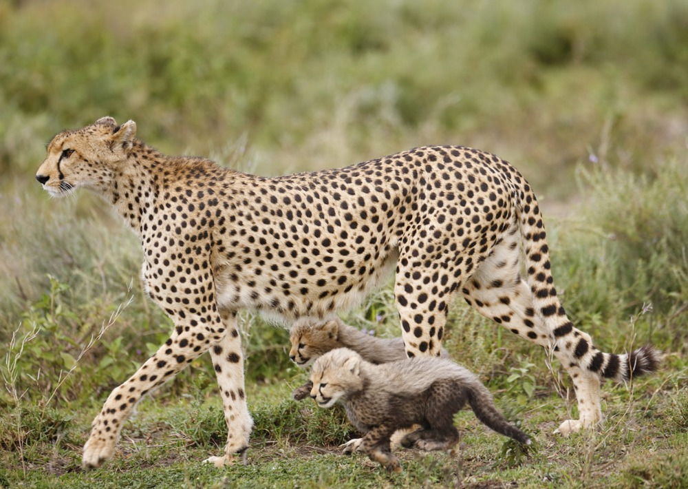 Cheetah with cubs, by Paul Tessier