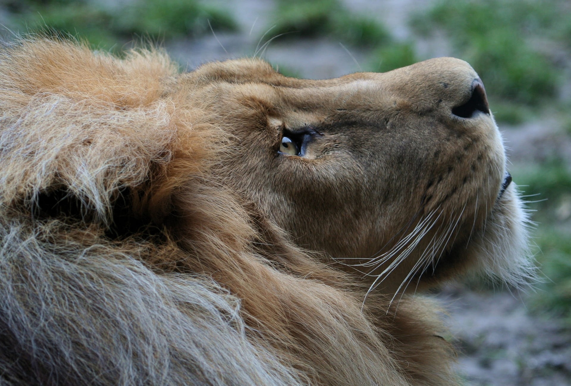 Lion - by MarcISchauer