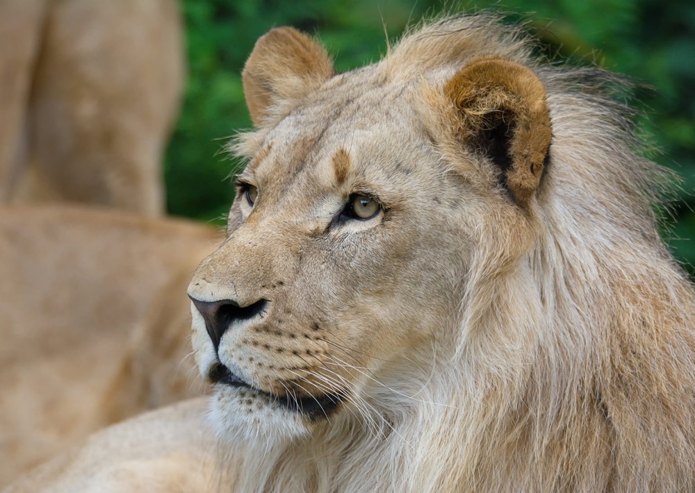 Lion, by Ondrej Chvatal