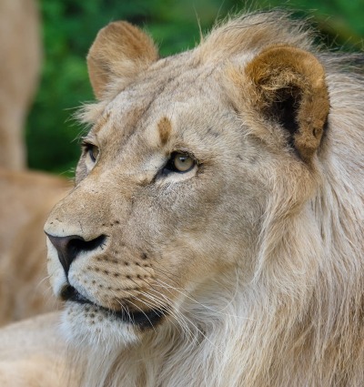 Lion, by Ondrej Chvatal