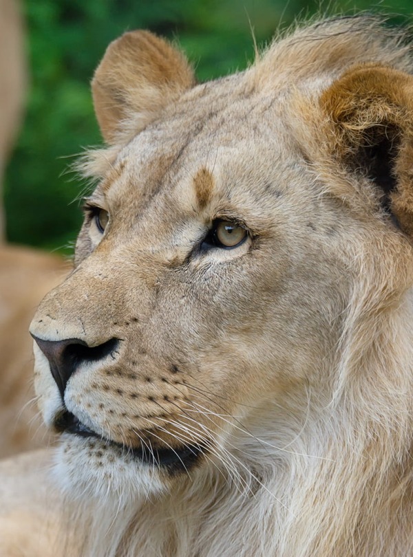 Lion, by Ondrej Chvatal