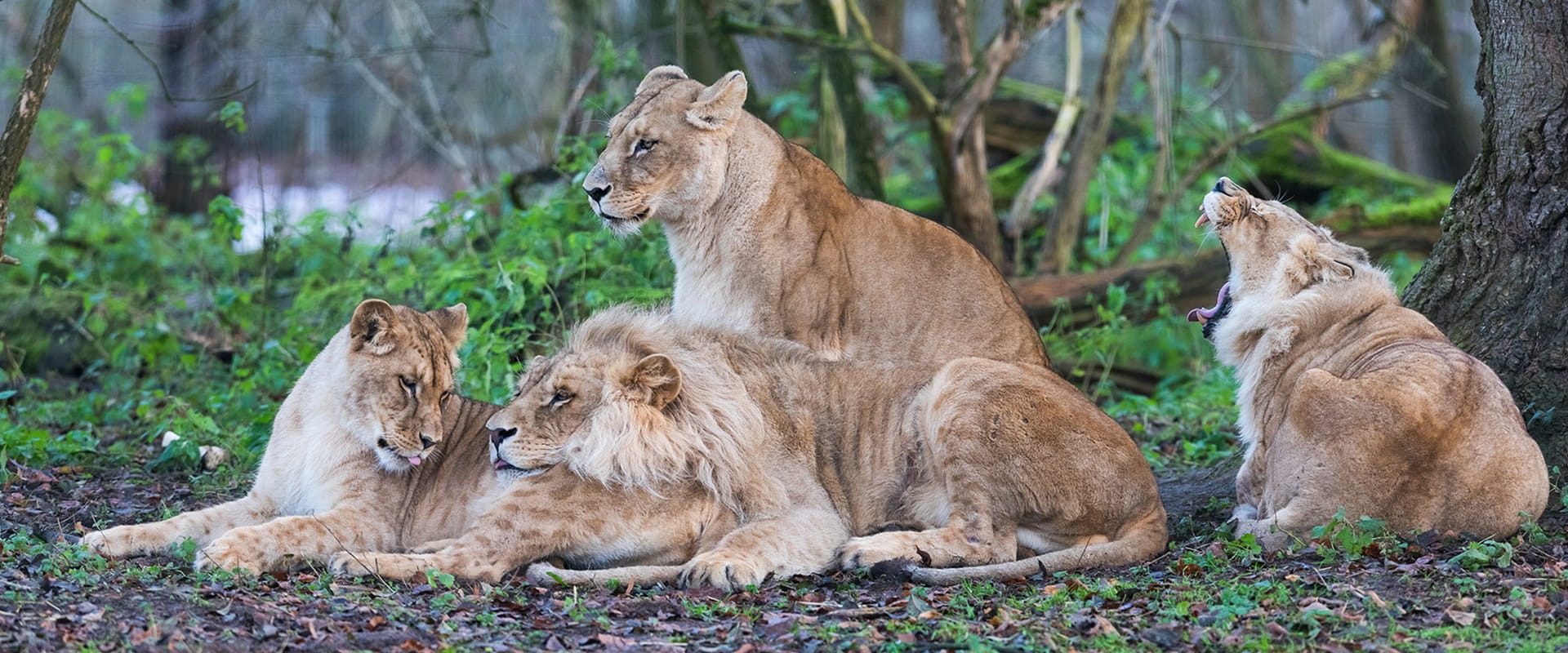 Lions in Angola © AB Photographie