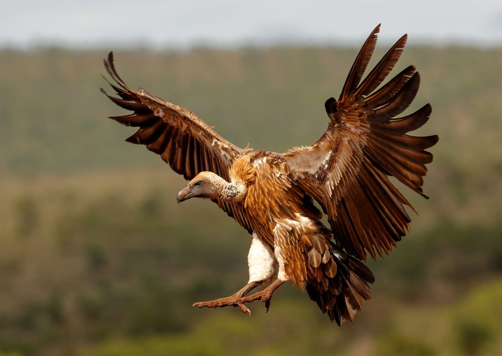White-Backed Vulture, by Henk Bogaard