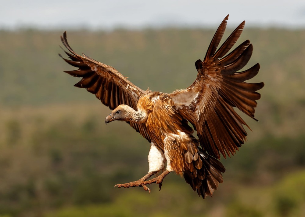 White-Backed Vulture, by Henk Bogaard