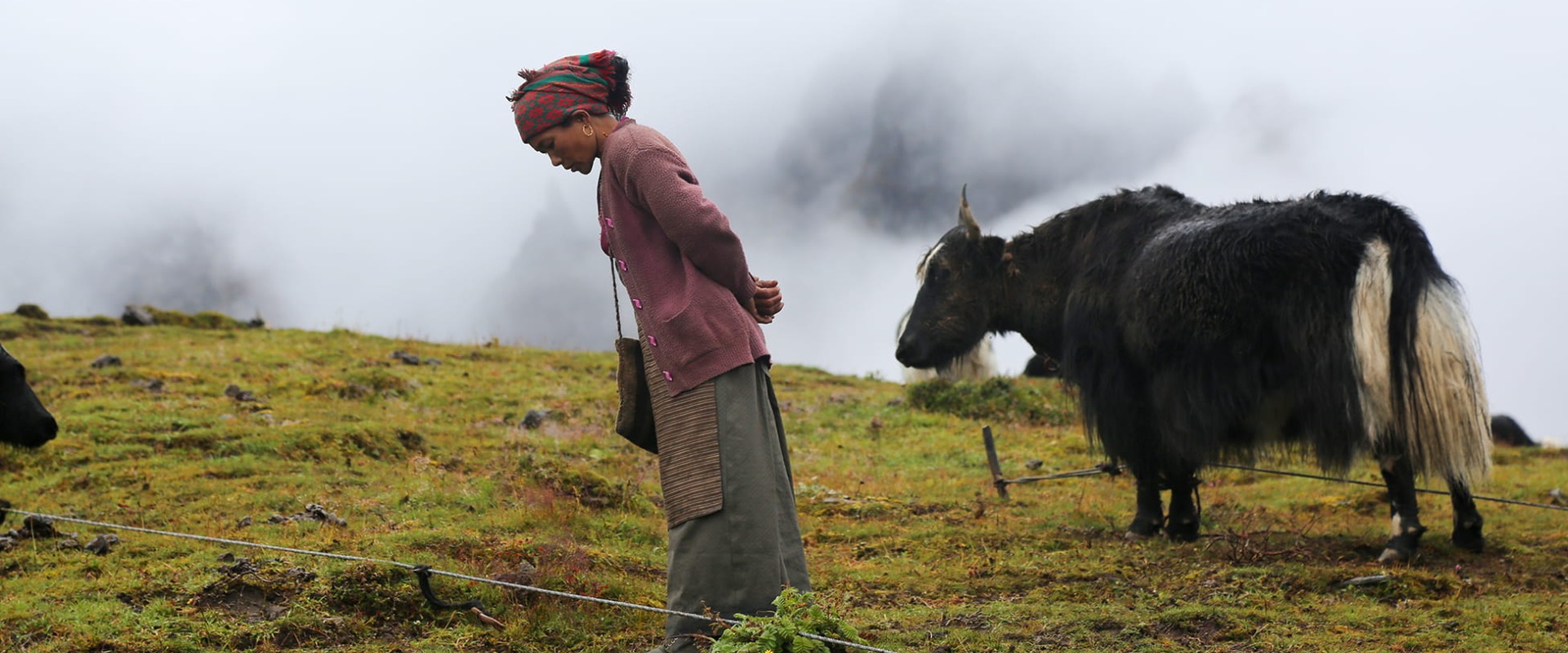 Yak Herder on the way to Jyabring, Nepal, courtesy of KTK-BELT