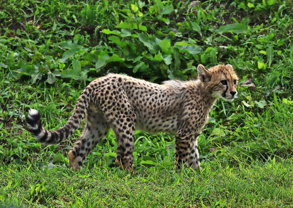 Young Cheetah, by Alexandr Junek Imaging