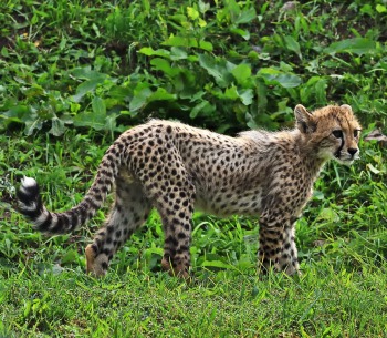 Young Cheetah, by Alexandr Junek Imaging
