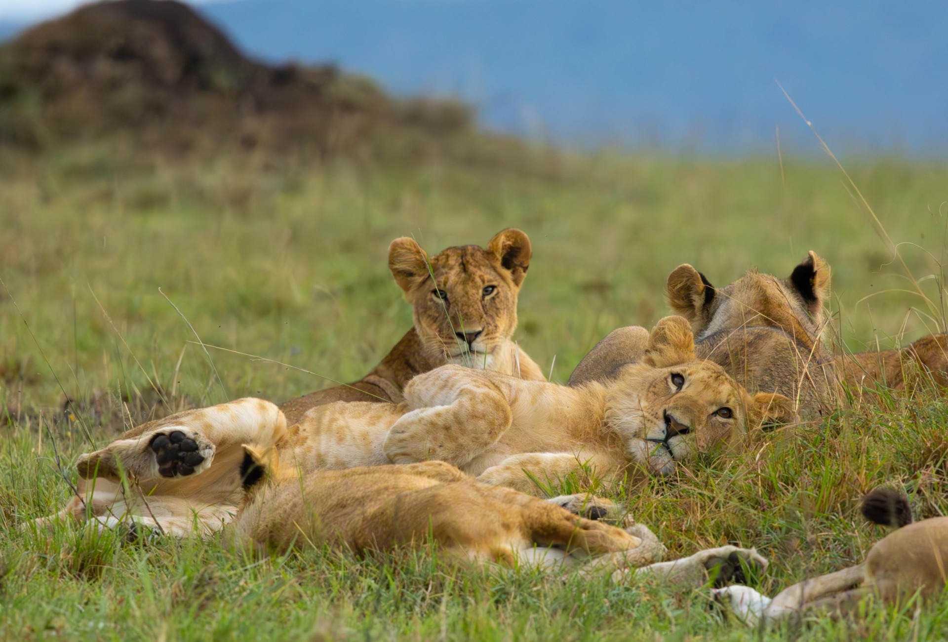 African Lions, by Tau5