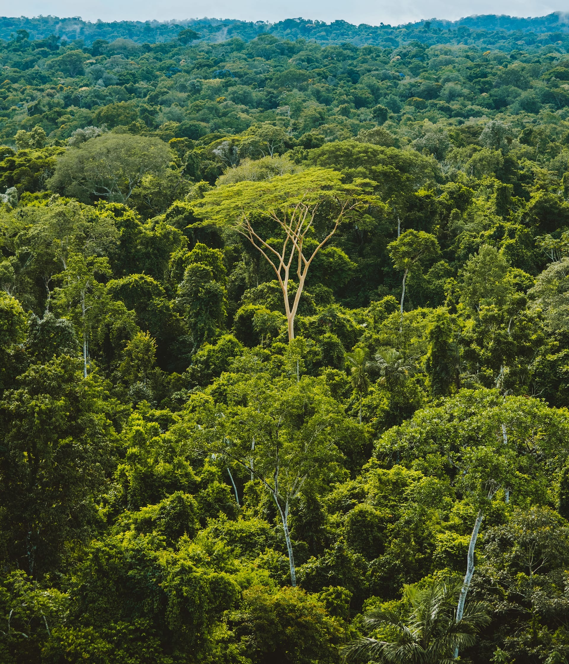 The Brazillian Amazon rainforest, by Rainforest Collection