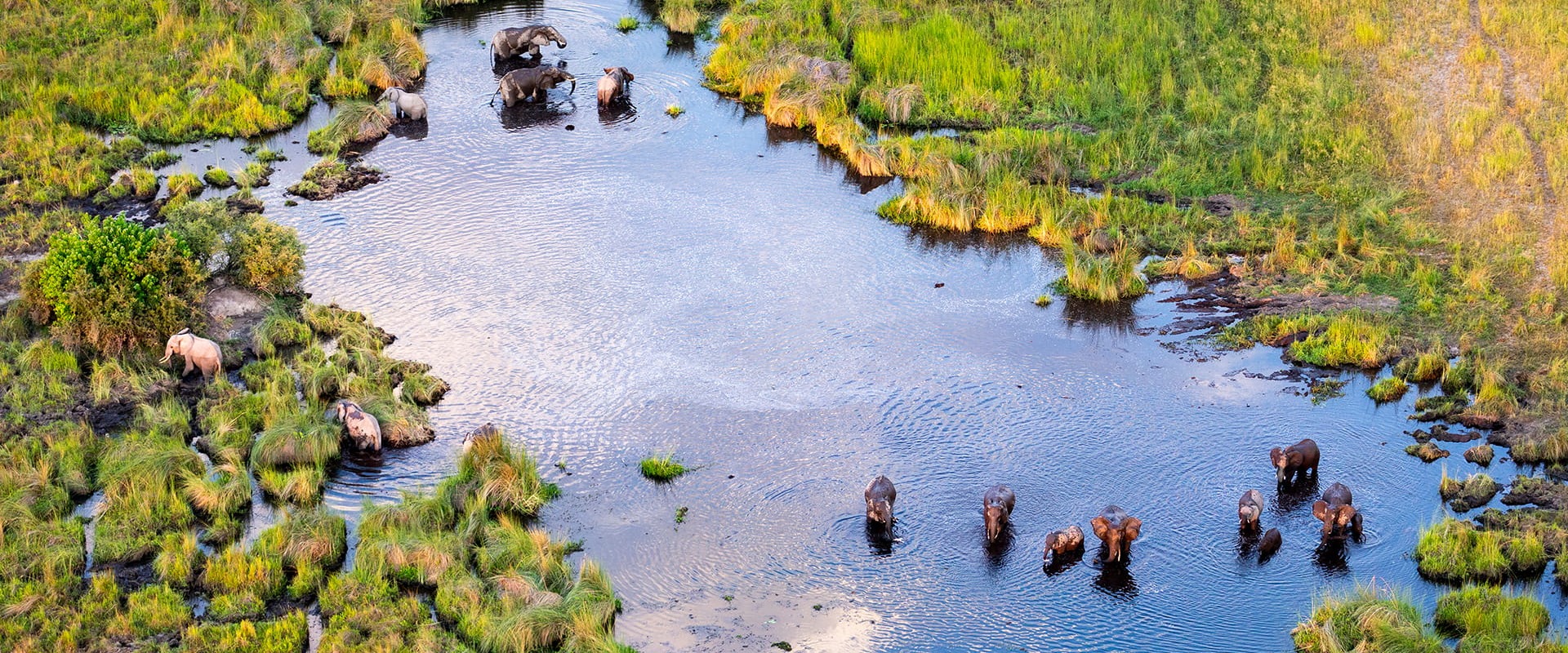 Group of African Savanna Elephants in the Okavango, by Zaruba Ondrej
