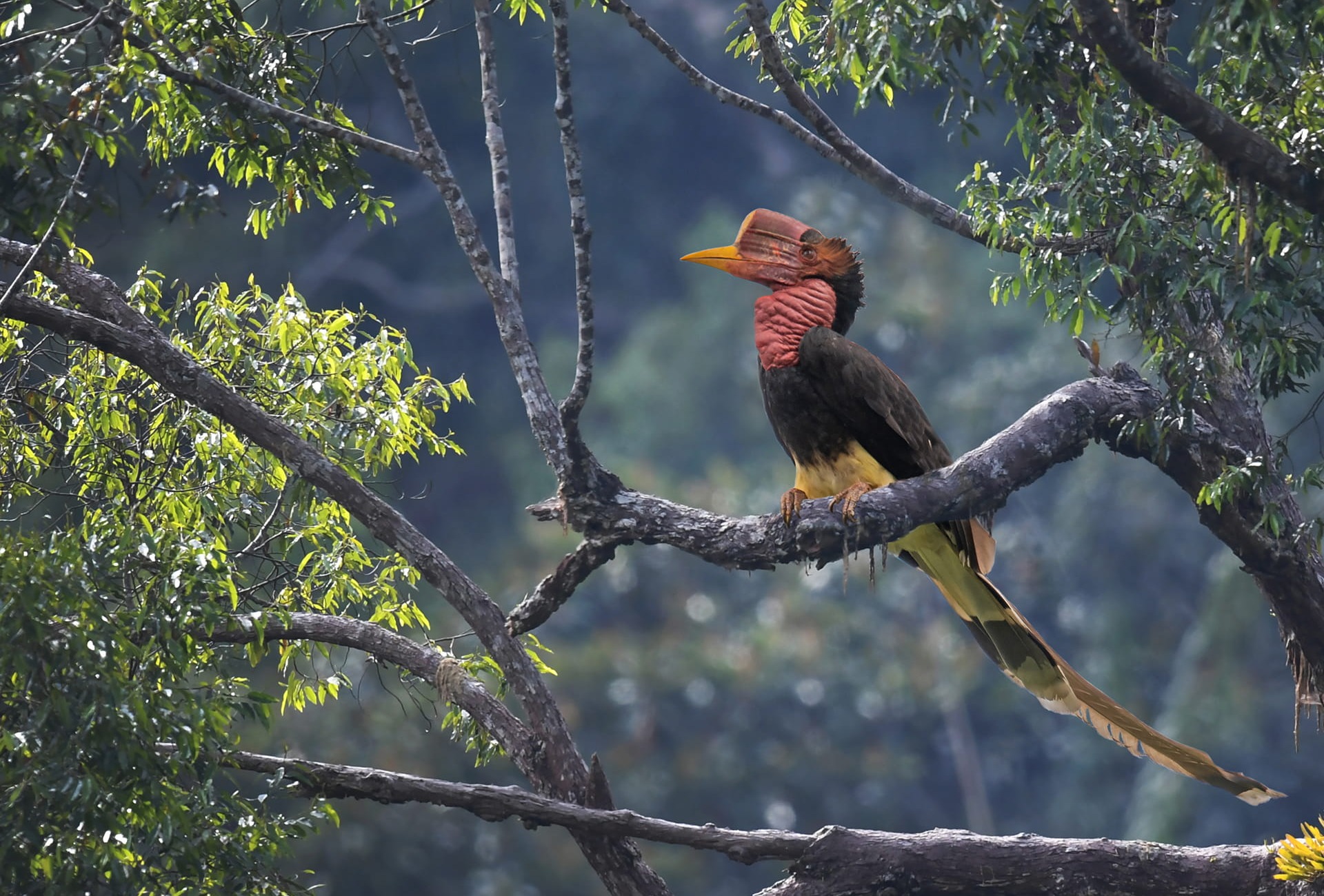 Helmeted Hornbill, by Jamil Bin Mat Isa