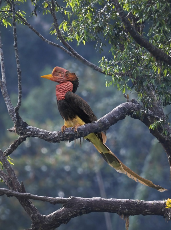 Helmeted Hornbill, by Jamil Bin Mat Isa