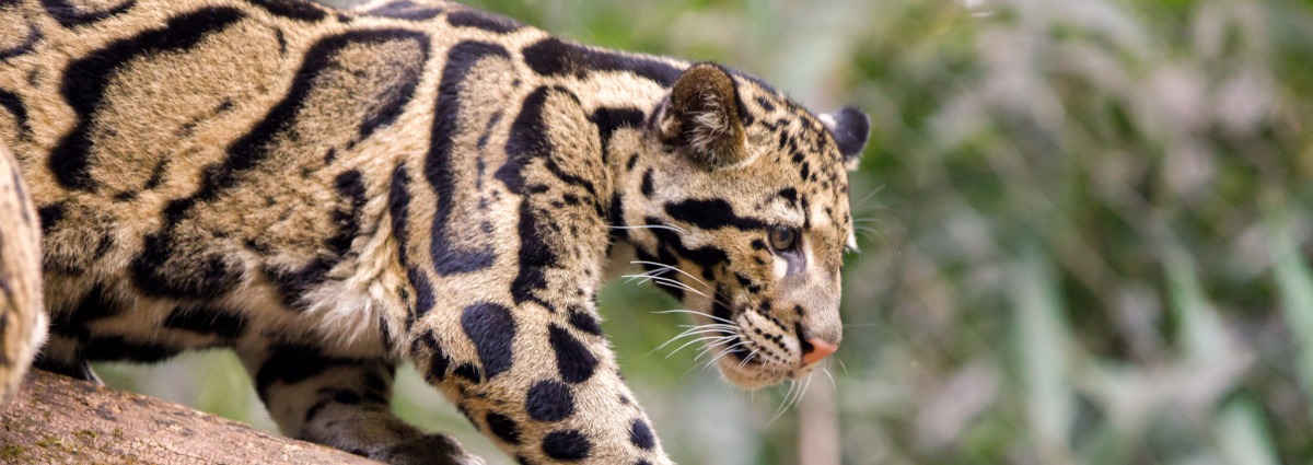 A Clouded Leopard walking on a tree