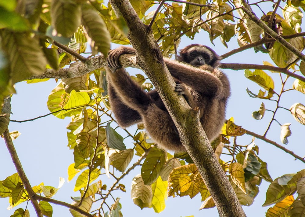 Müller's Bornean Gibbon, by Mike Prince Flickr/CCA