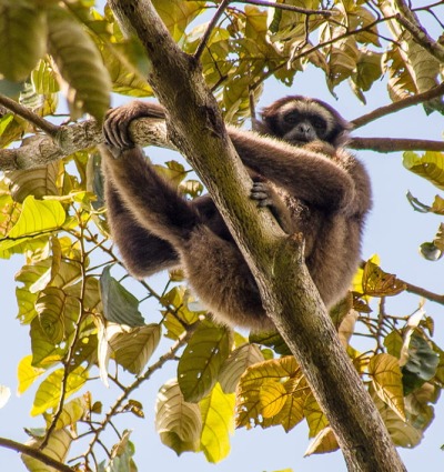 Müller's Bornean Gibbon, by Mike Prince Flickr/CCA