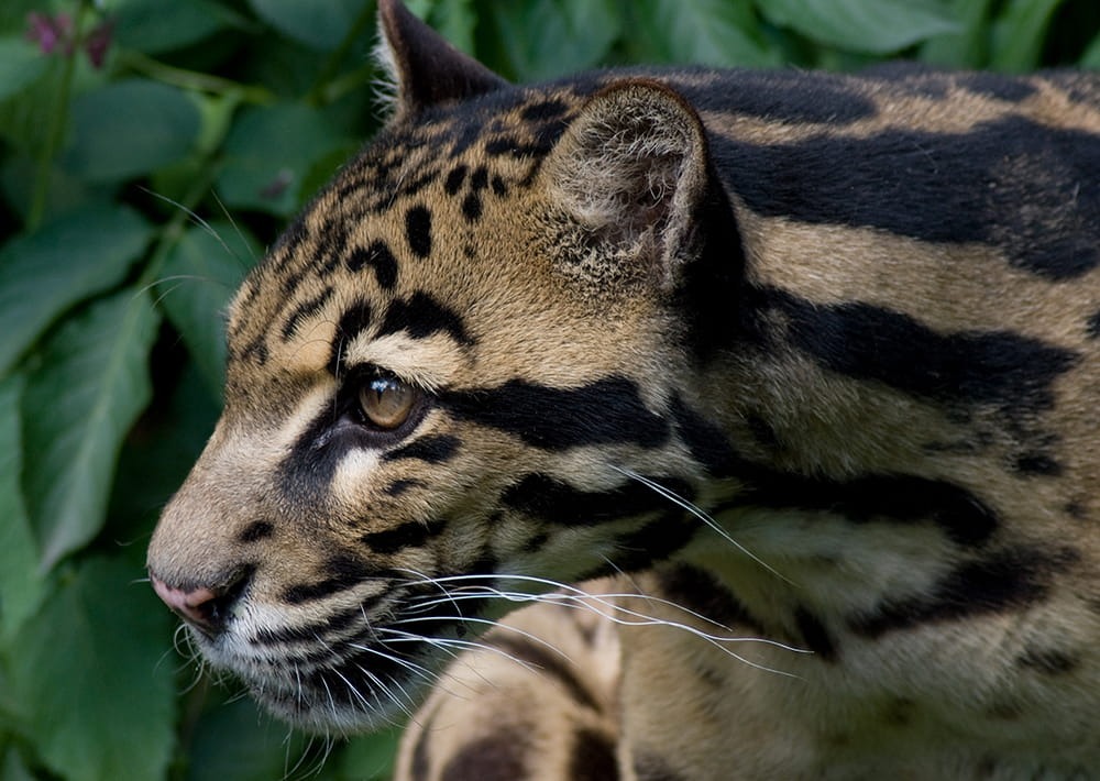Sunda Clouded Leopard, by Spencer Wright Flickr/CCA