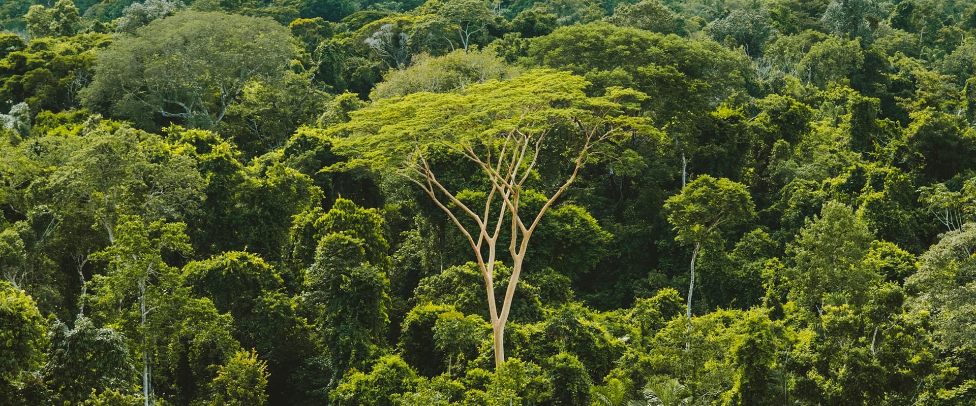 The Brazillian Amazon rainforest, by Rainforest Collection