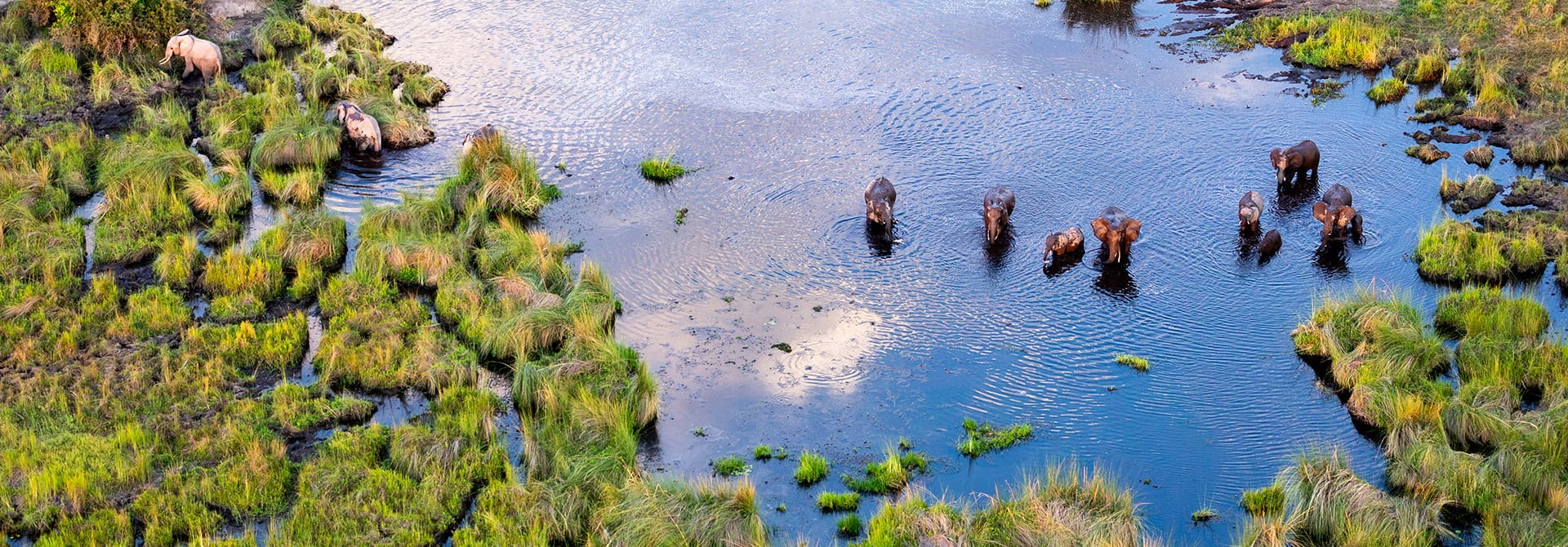 Group of African Savanna Elephants in the Okavango, by Zaruba Ondrej