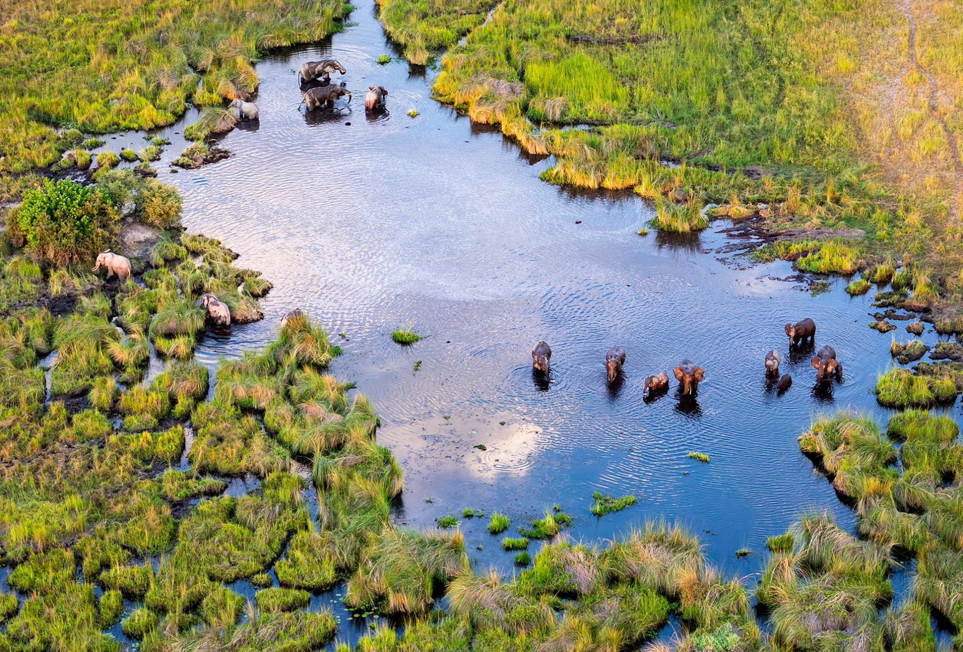 Group of African Savanna Elephants in the Okavango, by Zaruba Ondrej