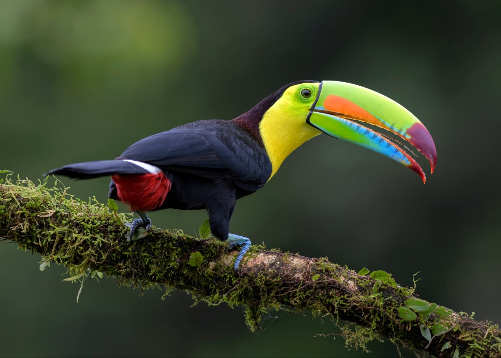 The Keel-billed Toucan