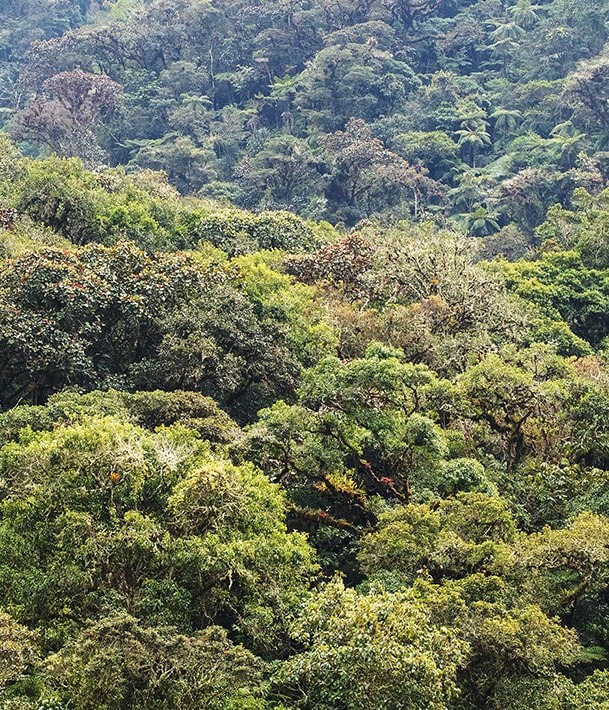 Montane forest in the project landscape, photo courtesy of the partner and Gabriela Villanueva