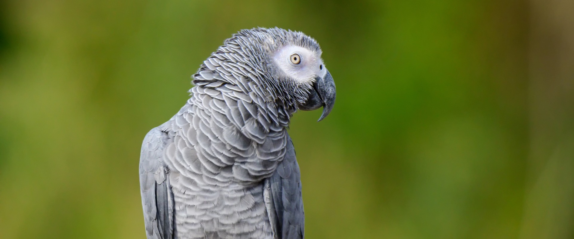 African Gray Timneh, by Ploypemuk