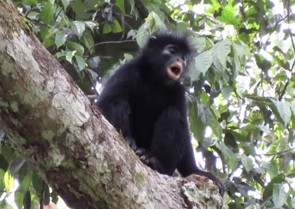 Colobus congoensis, by Bernard Bonanga/Lukuru Foundation