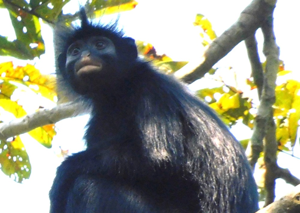 Colobus congoensis, by Jean Pierre Kapale/Lukuru Foundation